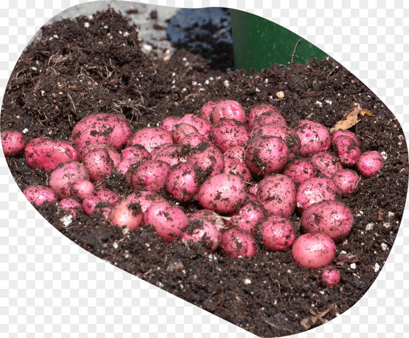 Potato Varieties Tuber Soil EarthApples Seed Potatoes PNG