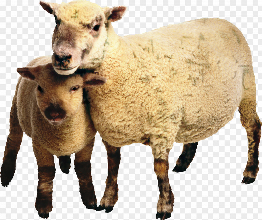 Sheep Goat Livestock Terrestrial Animal Snout PNG