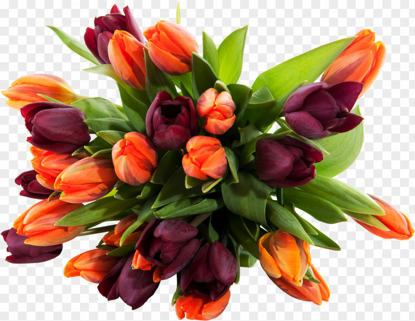Tulip Flower Bouquet Display Resolution Cut Flowers Desktop Wallpaper PNG