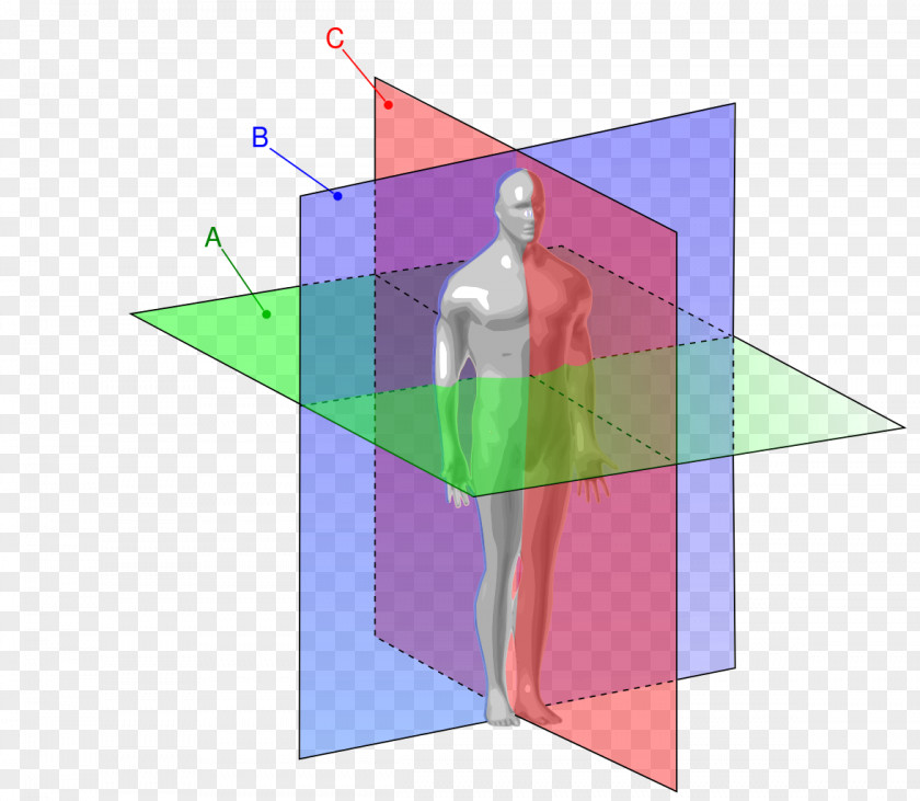 Anatomy Anatomical Plane Coronal Transverse Sagittal PNG