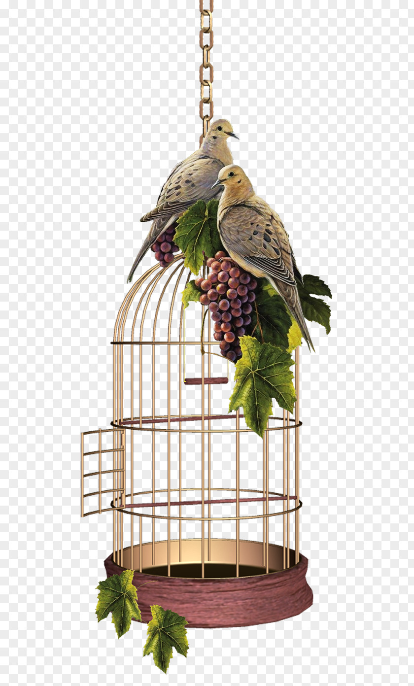 Birdcage Domestic Canary Birds And People PNG
