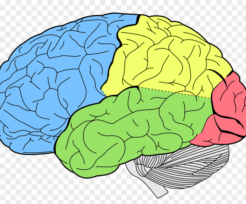 Brain Lobes Of The Human Frontal Lobe Temporal PNG