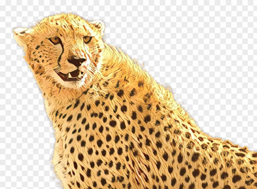Desktop Wallpaper Tiger Cheetah Image Display Resolution PNG