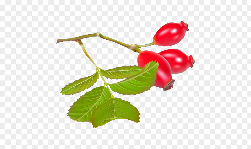 Fresh Tomatoes Rose Hip Dog-rose Euclidean Vector Tomato PNG