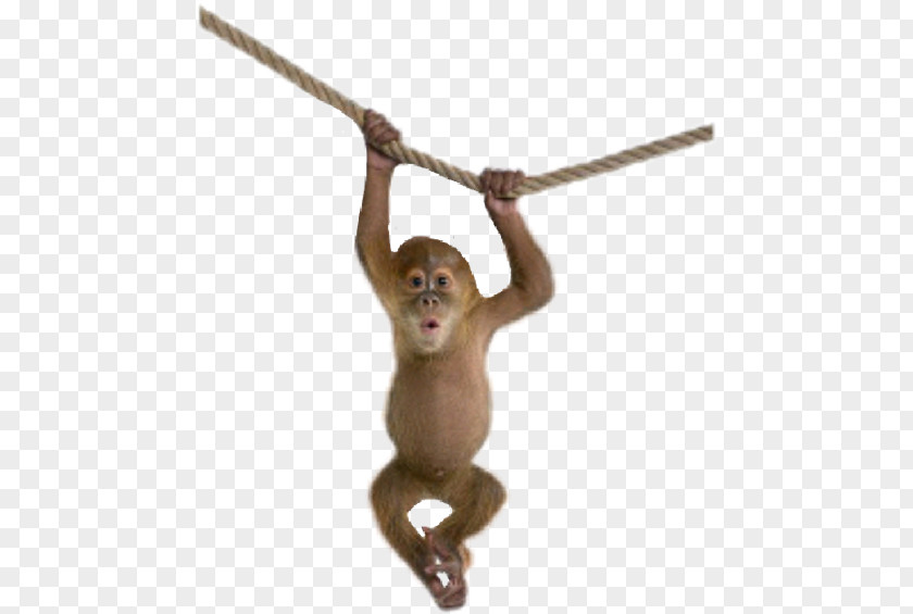 Monkey Baby Monkeys PNG