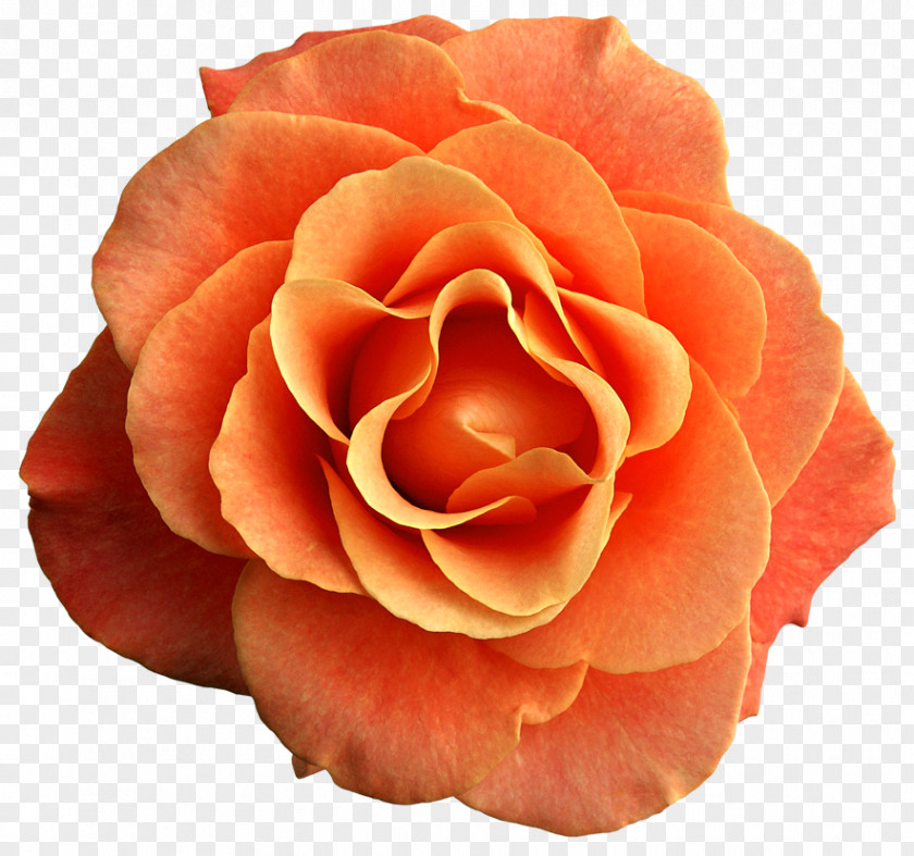 Orange Flower Rose Clip Art PNG