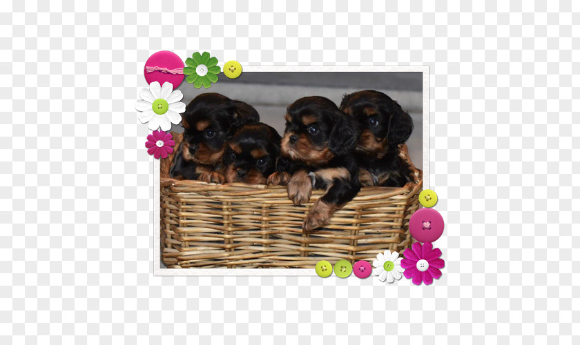 Puppy Yorkshire Terrier Sporting Group Dog Breed Razas Nativas Vulnerables PNG