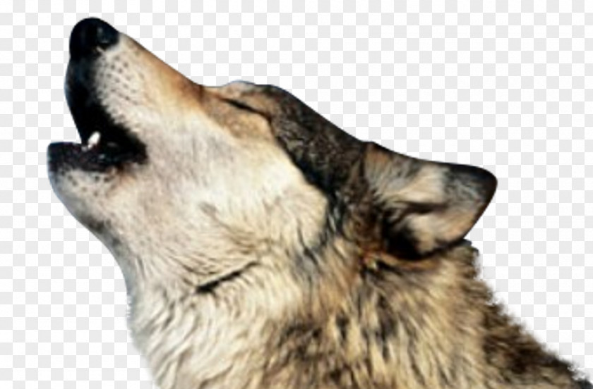 Wolf Dog Coyote Black Clip Art PNG