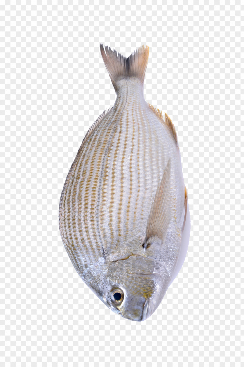 A Fish Seafood As Food PNG