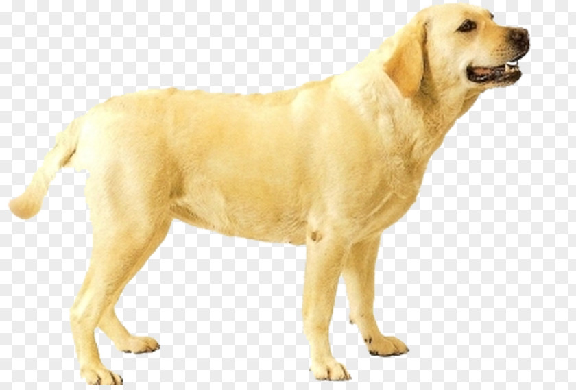 Golden Retriever Labrador Ancient Dog Breeds Companion PNG