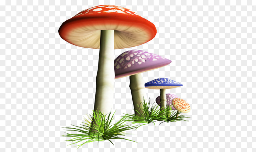 Mushroom Photography Fungus Clip Art PNG