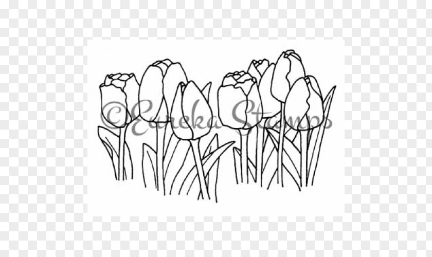 Tulip Material Line Art White Cartoon Sketch PNG