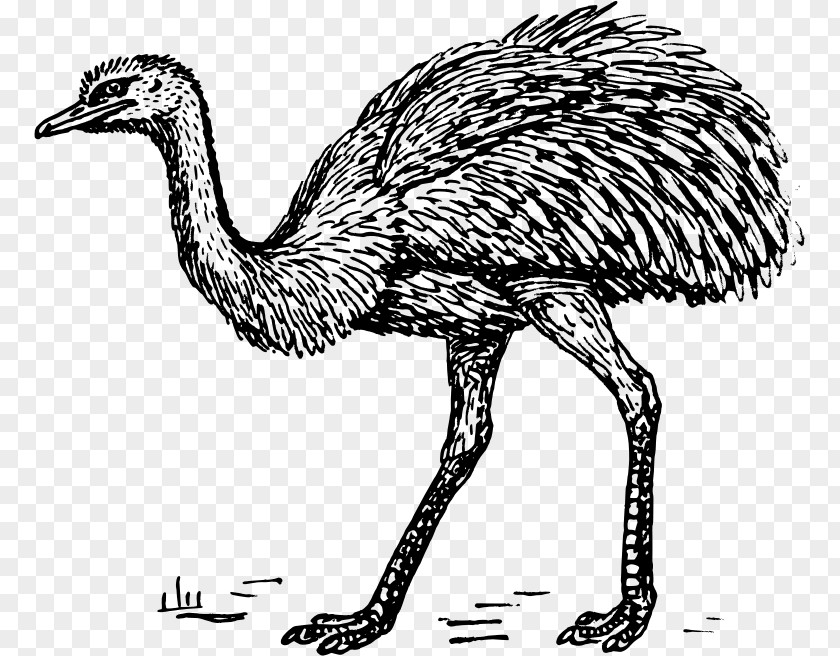 Ambedkar Image Common Ostrich Greater Rhea Clip Art PNG