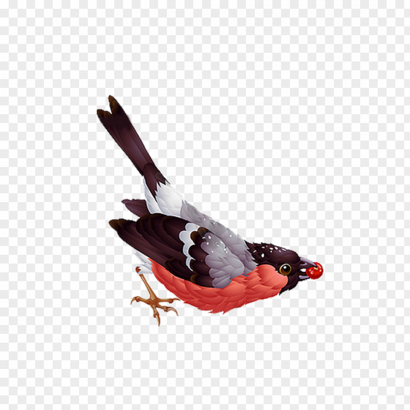 Bird Eurasian Bullfinch Vector Graphics Clip Art Illustration PNG