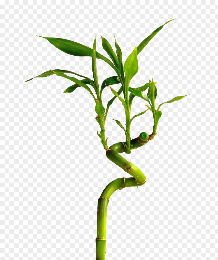 Lucky Bamboo Image U89c0u8cdeu7af9 Stock Photography PNG