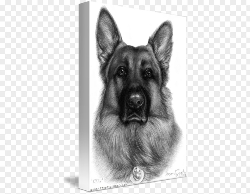 Dog In Kind German Shepherd Puppy Drawing Graphite Portrait PNG
