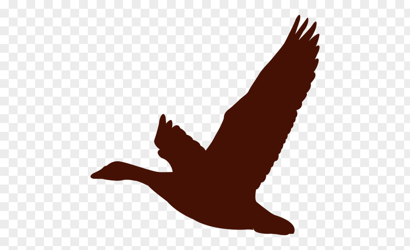 Duck Goose Bird Clip Art PNG