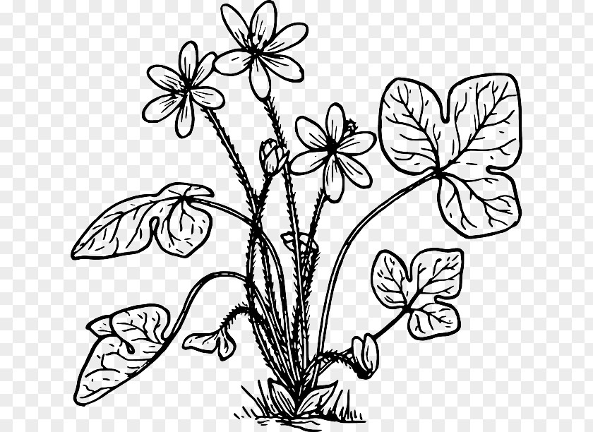 Herb Hepatica Line Art Clip PNG