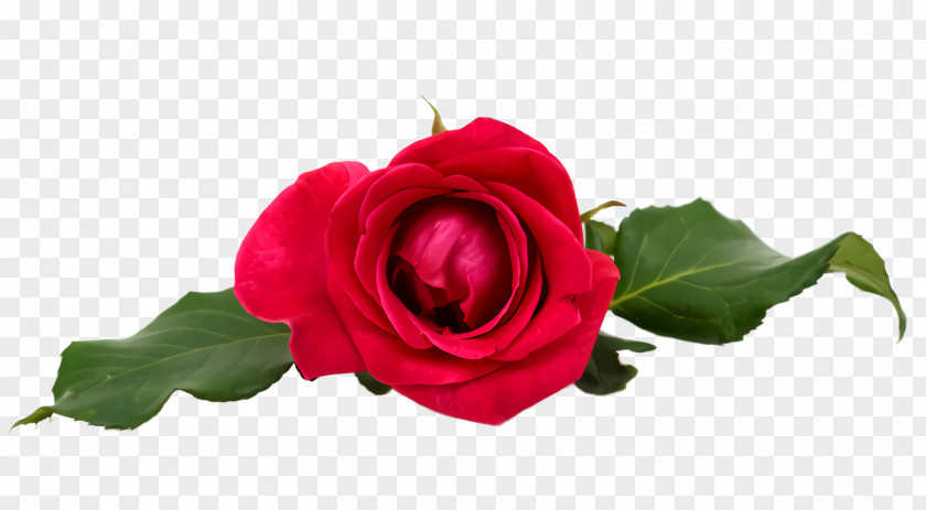 Hybrid Tea Rose Plant Garden Roses PNG