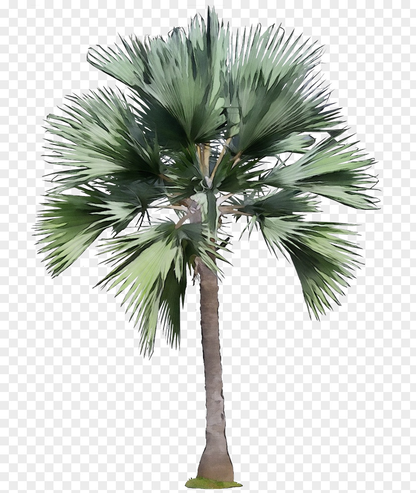 Palm Tree PNG