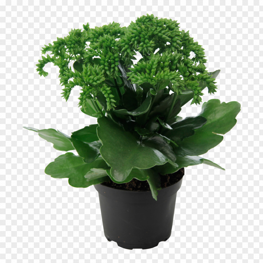 Plants Widow's-thrill Houseplant Moscow Succulent Plant PNG