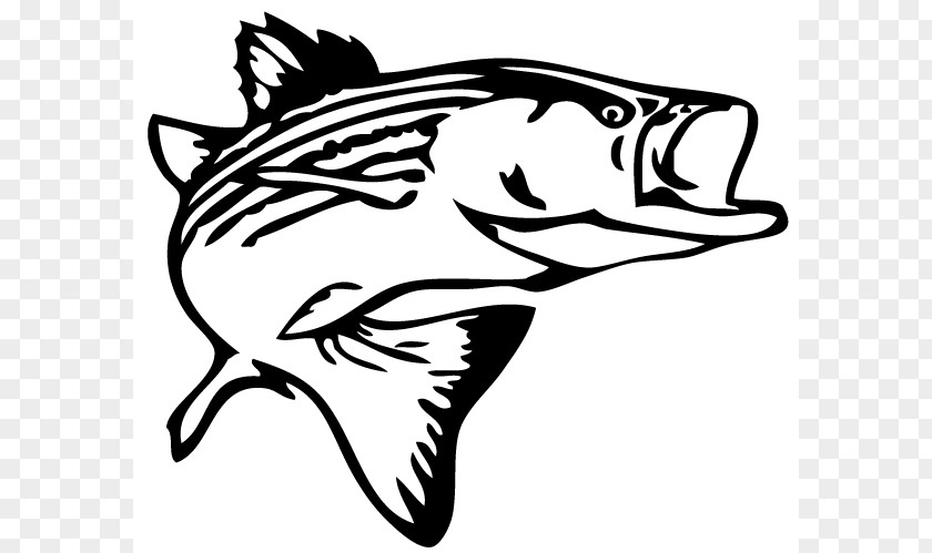 Bass Jumping Cliparts Striped Fishing Decal Clip Art PNG