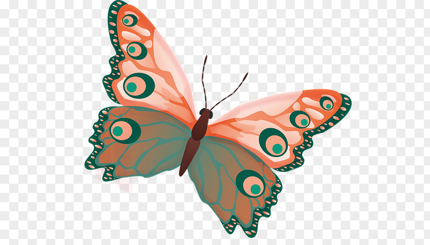 Butterfly Clip Art Clipart Picture Insect Transparency PNG