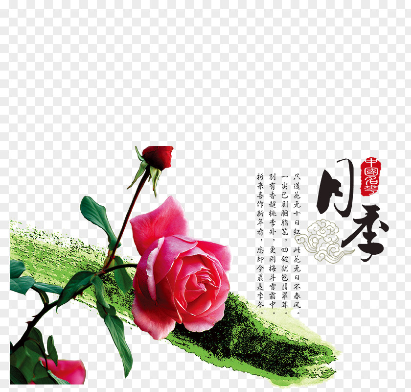 Chinese Rose Garden Roses Rosa Chinensis Shiqiaozhen Beach U4e2du56fdu5341u5927u540du82b1 PNG