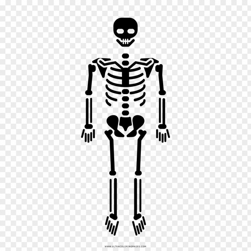 Esqueleto Human Skeleton Bone Homo Sapiens Skull PNG