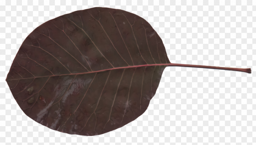 Flower Anthurium Leaf Brown Plant Tree PNG