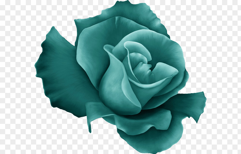 Flower Garden Roses Blue Rose Cabbage Green Clip Art PNG