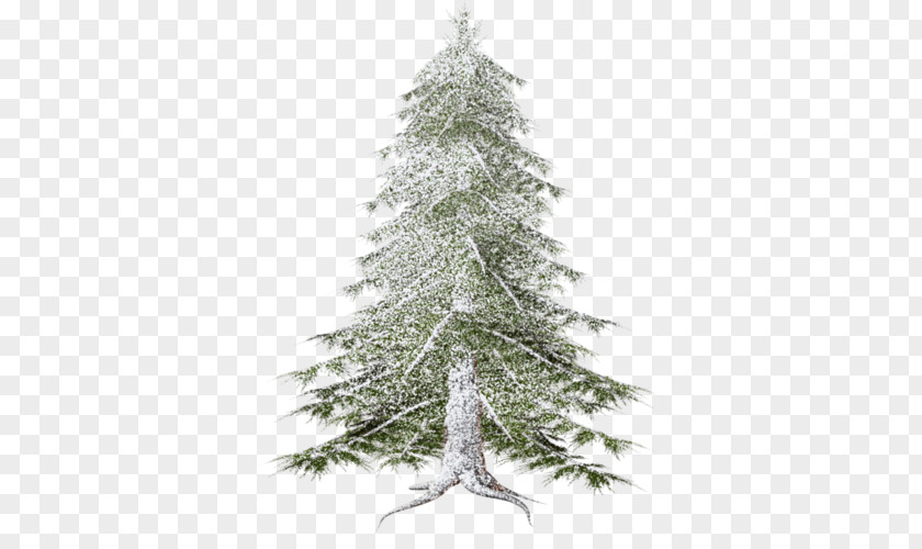 Forest Spruce Pine Fir Christmas Tree PNG