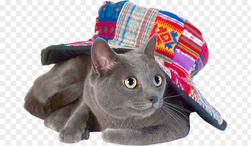 Kitten Korat Russian Blue Chartreux Domestic Short-haired Cat PNG