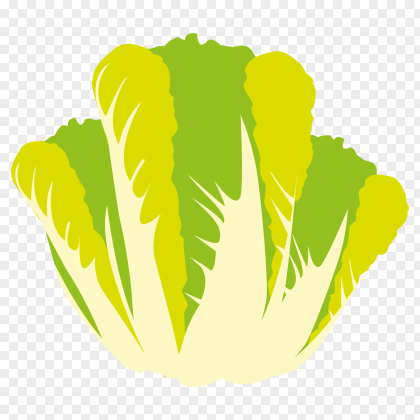 Lettuce Vegetable Food Wrap Clip Art PNG