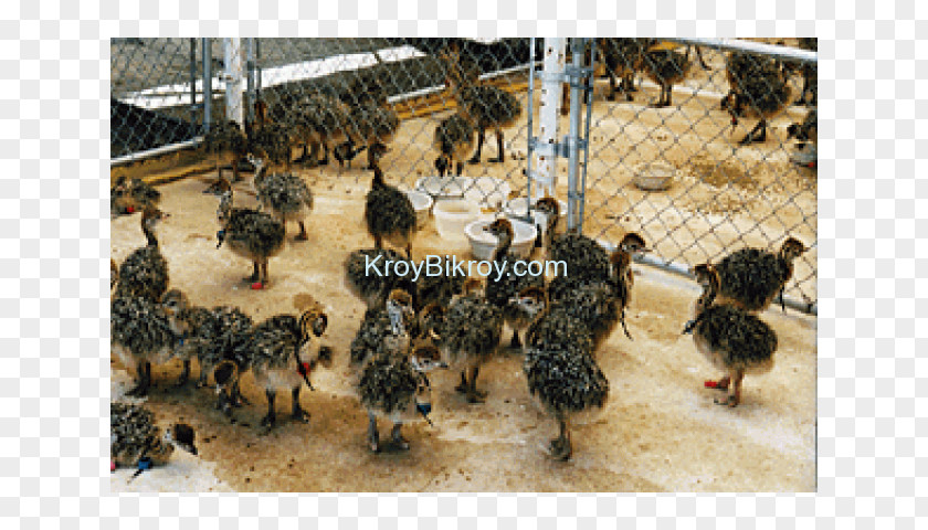 Ostrich Eggs Bird Emu Chicken Sales Somali PNG