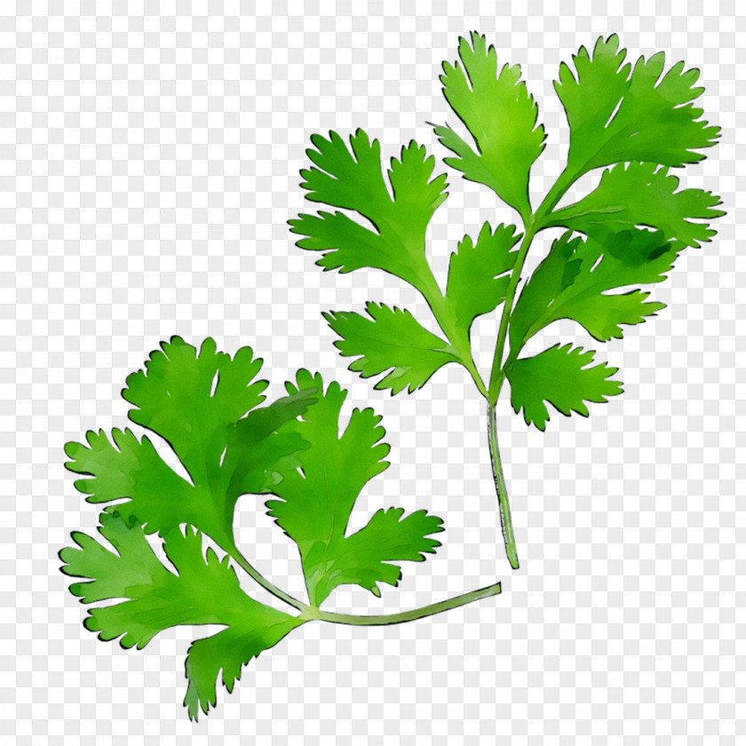 Parsley Coriander Leaf Plant Stem Herbalism PNG