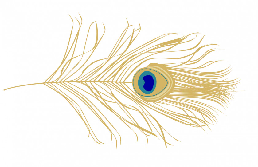 Feather Bird Peafowl PNG