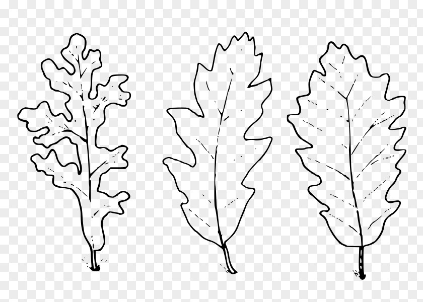 Leaf Drawing Text Oak Plant Stem PNG