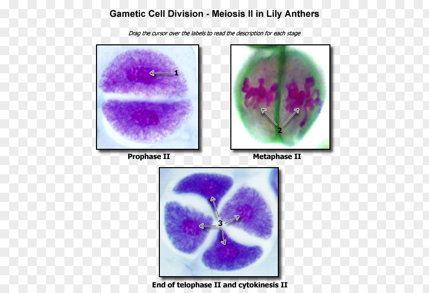 Meiosis Ii Cell Division Biology Nucleolus PNG