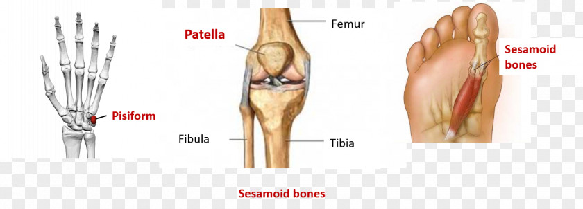 Muscle Sesamoid Bone Anatomy Tendon PNG
