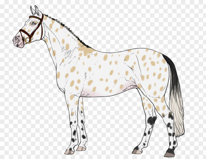 Mustang Pony Foal Mare Stallion PNG