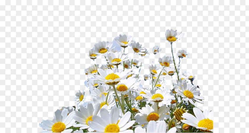 Papatya Desktop Wallpaper Color Common Daisy Clip Art PNG