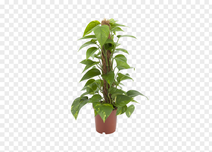 Plant Devil's Ivy Stephanotis Floribunda Garden Leaf PNG