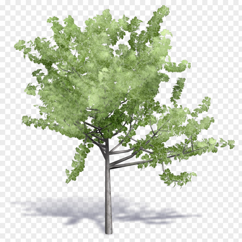Plants Vector Tree Building Information Modeling Woody Plant Autodesk Revit PNG
