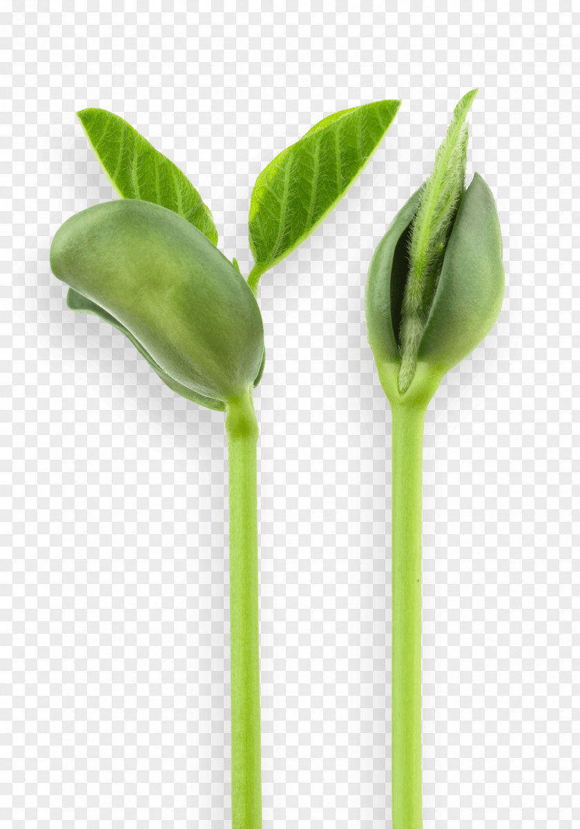 Soya Soy Milk Soybean Stock Photography Plant PNG