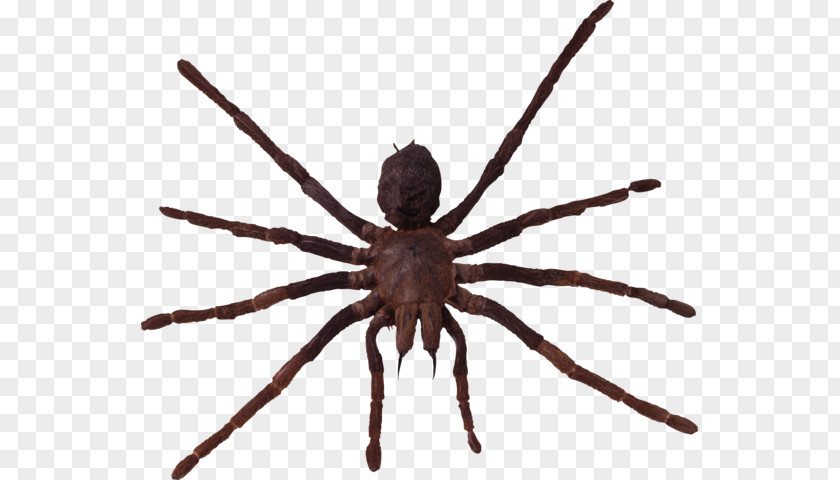 Spider Wolf Arthropod Lycosa Tarantula PNG