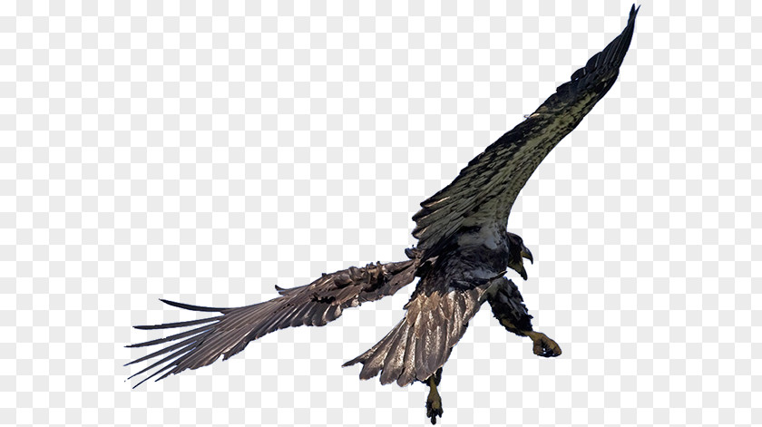 Bald Eagle Feathers Pacific Northwest Fauna Beak PNG