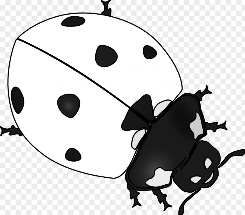 Black Ladybug Cliparts Ladybird Beetle Drawing Clip Art PNG