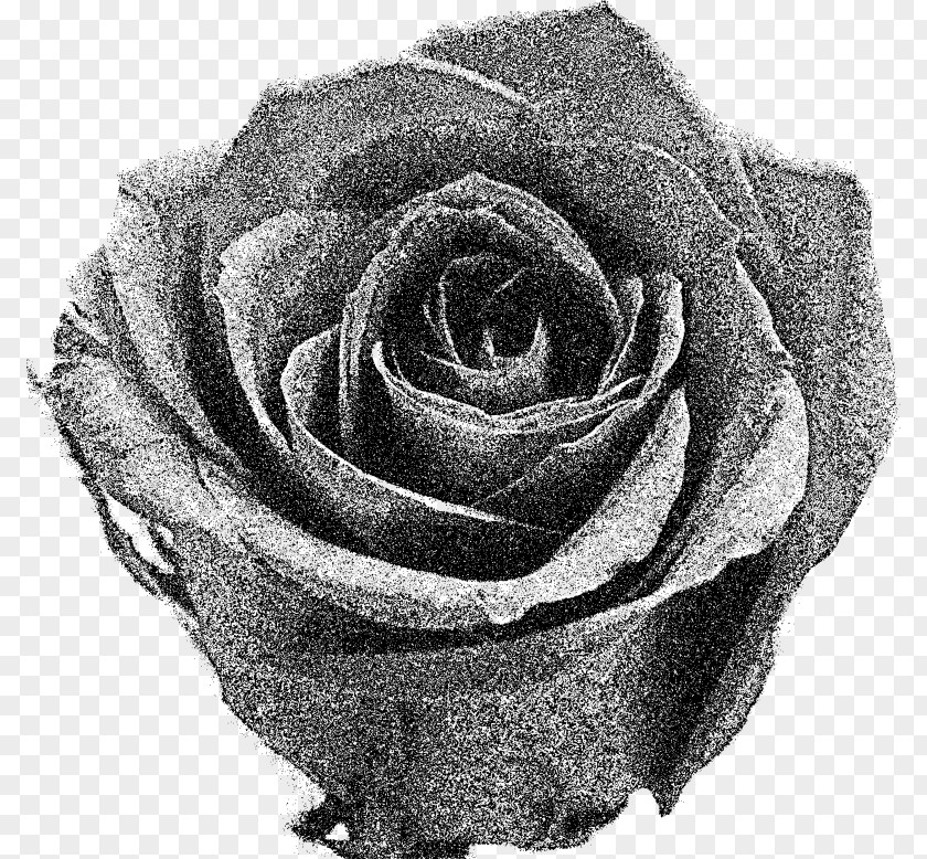 Rose Garden Roses Black And White Flower Clip Art PNG