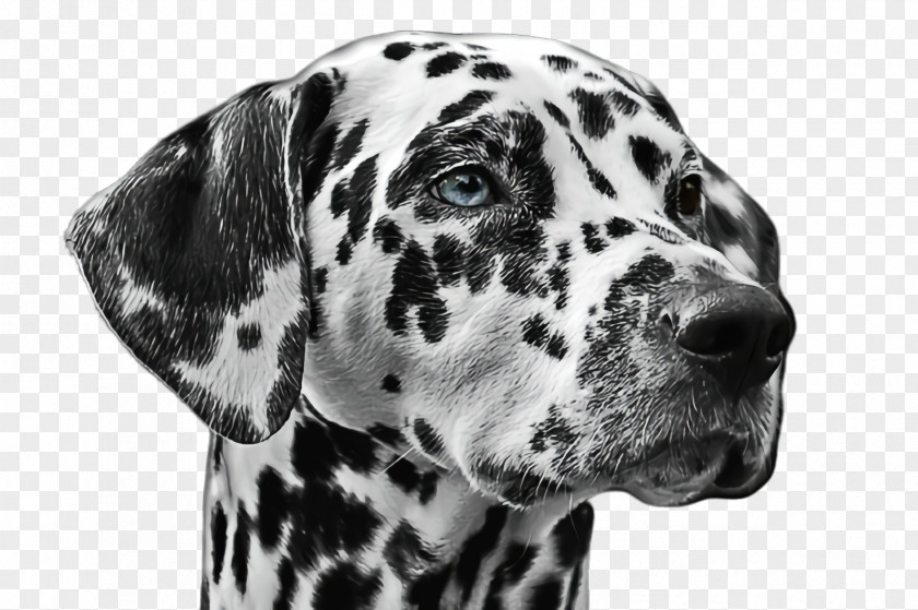Blackandwhite Braque Dauvergne Cute Dog PNG
